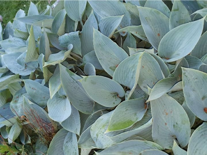 Canadian Blue hosta Funkia frön