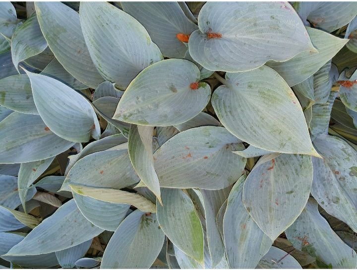 Canadian Blue hosta Funkia frön