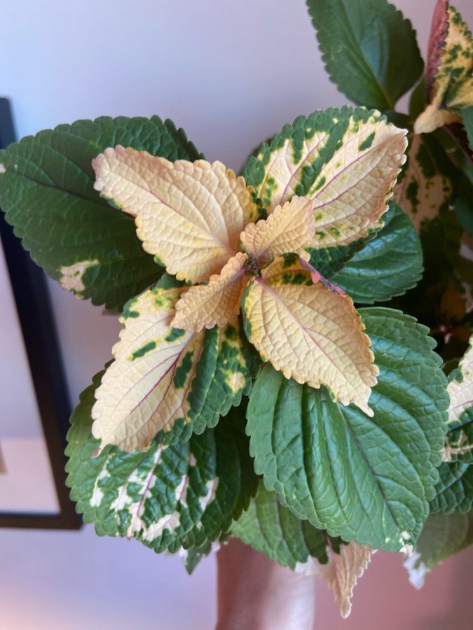 Palettblad/Coleus HAINES SPORT