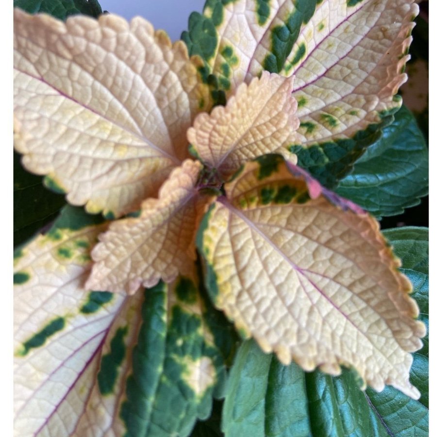 Palettblad/Coleus HAINES SPORT