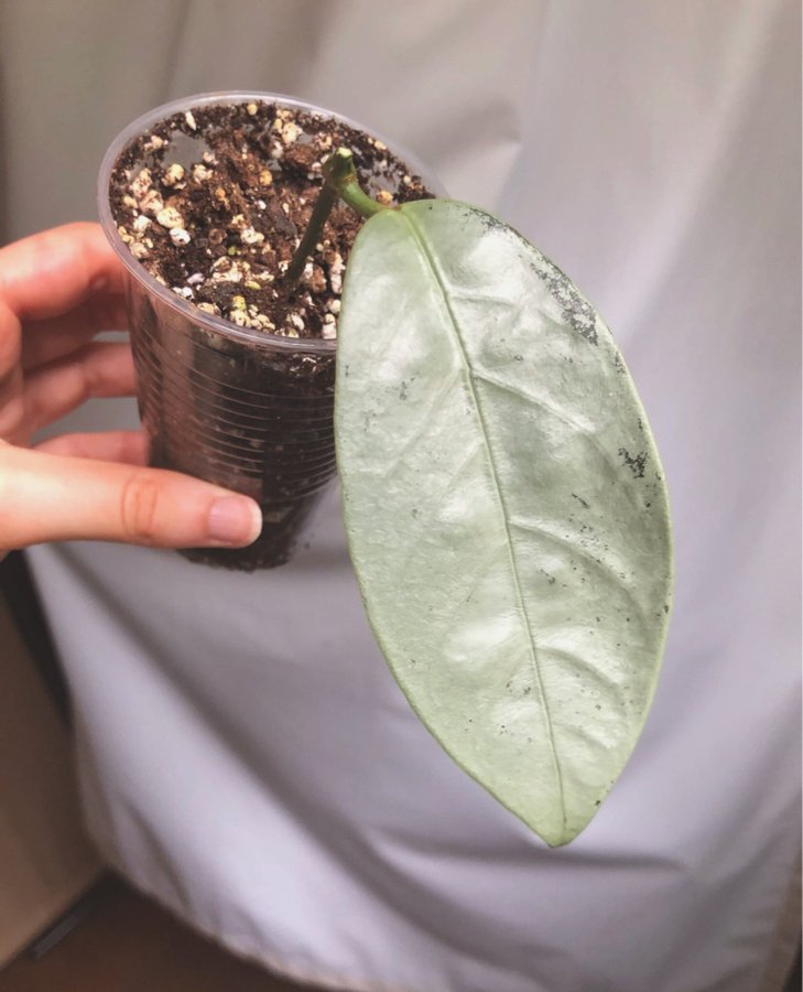 Hoya Coriacea Silver