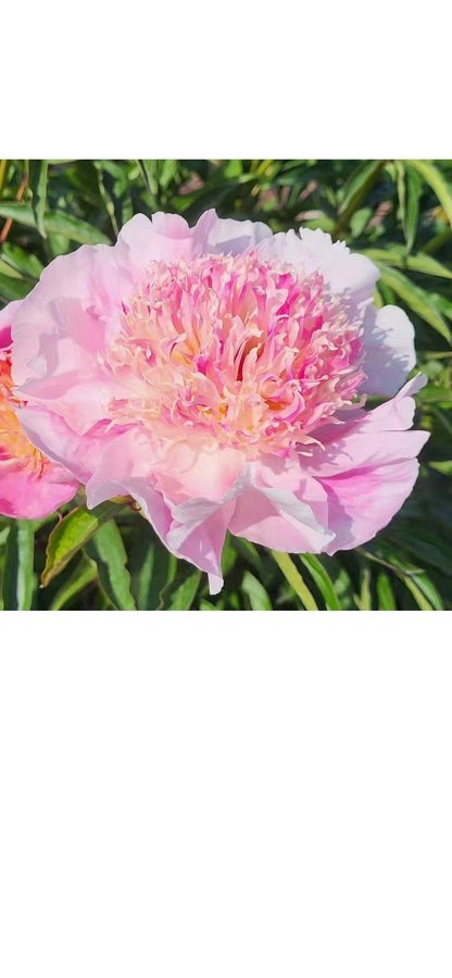 Sällsynt Ukraina Pion Paeonia Zhemchuzhna Rossyp