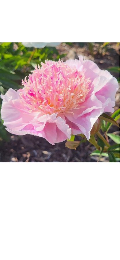 Sällsynt Ukraina Pion Paeonia Zhemchuzhna Rossyp