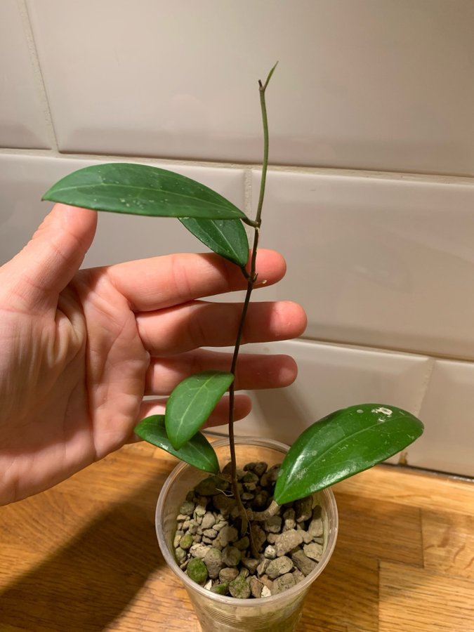 Hoya verticillata green button