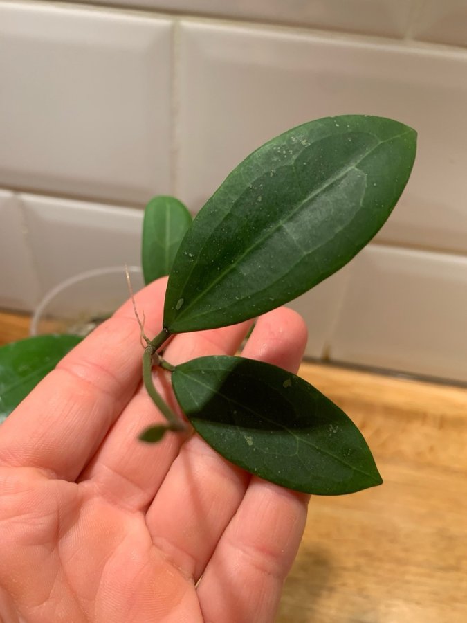 Hoya verticillata green button