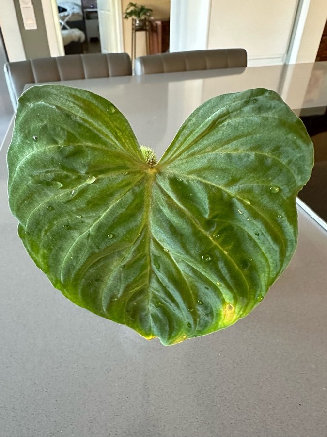 Philodendron Verucosum