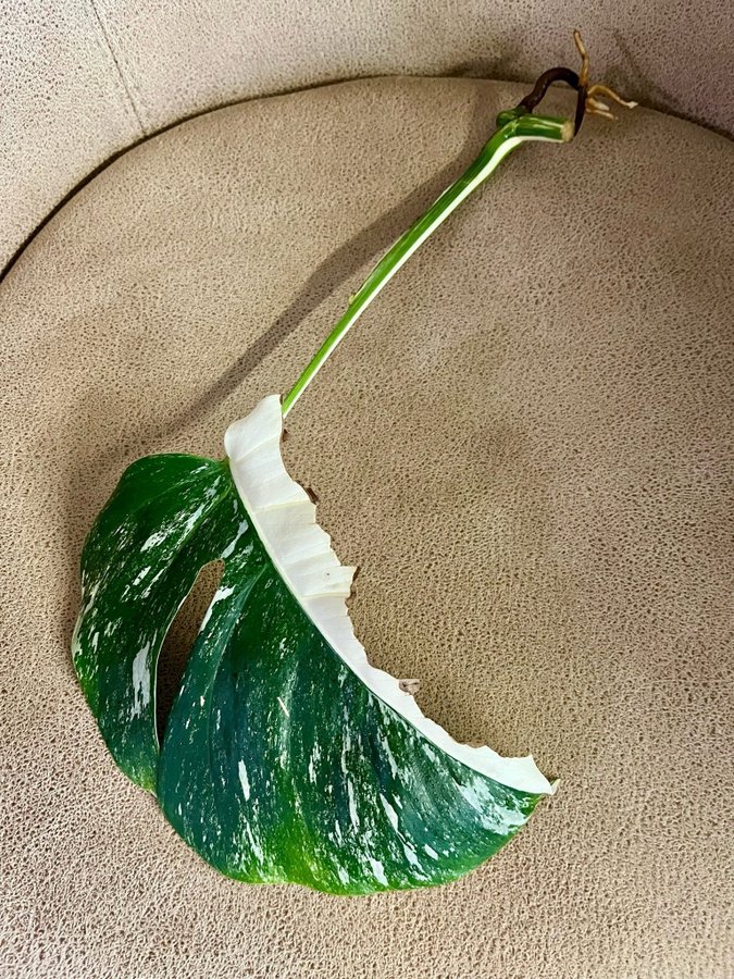 Monstera Variegata small form