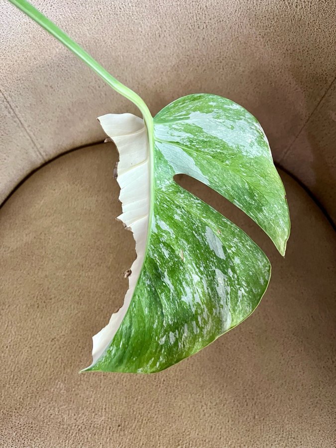 Monstera Variegata small form