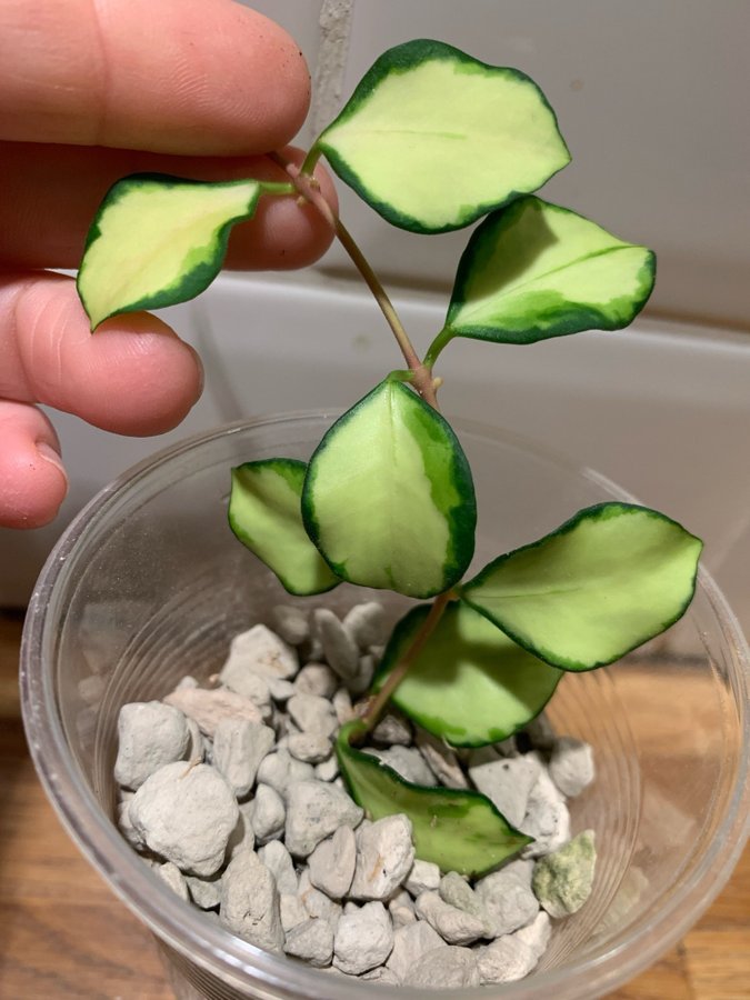 Hoya heuschkeliana variegata