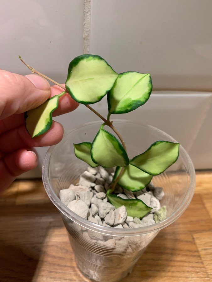 Hoya heuschkeliana variegata