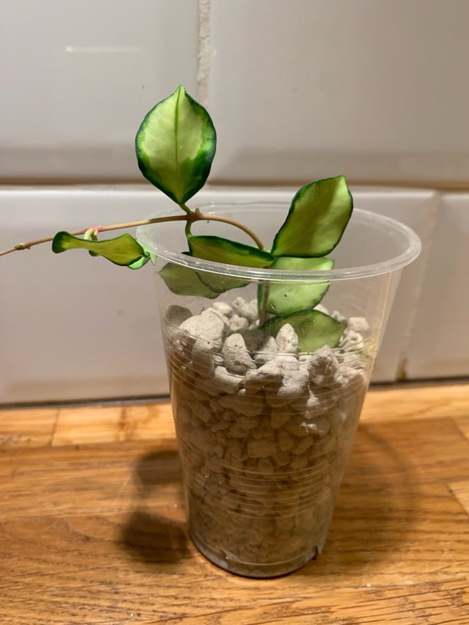 Hoya heuschkeliana variegata