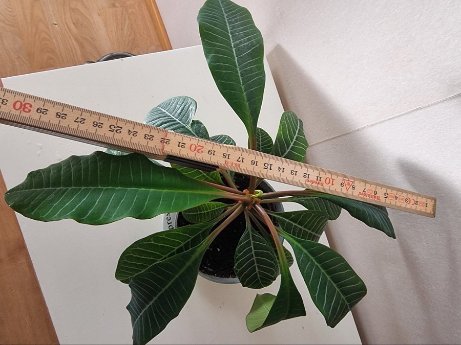 FIN PLANTA! Kameuforbia/skvätt i väg vackert och fin växt. D: 30 cm!