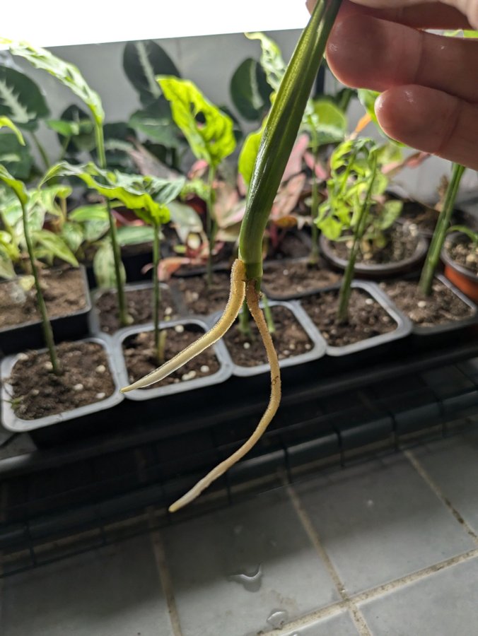 Monstera Peru väldigt ovanlig