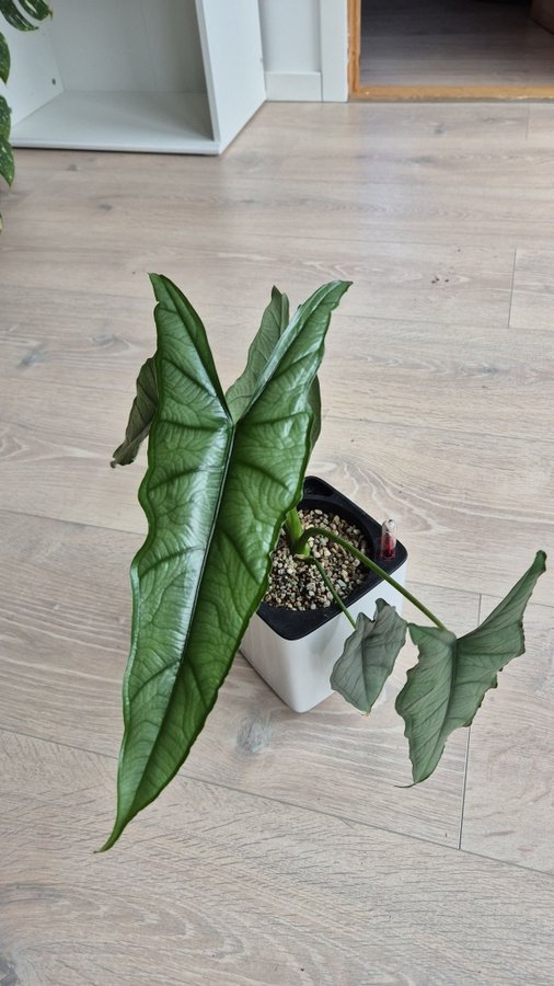 Alocasia Dragon Breath corm