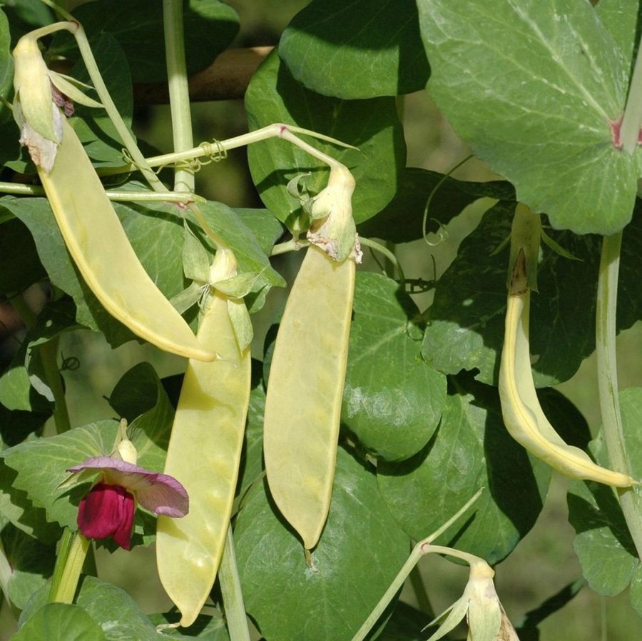 Sockerärt 'Golden Sweet' hög avkastning, ca 10 frön