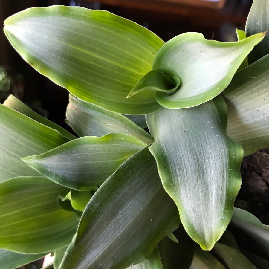 Murdannia ‘Bright Star’ Aka Tradescantia ‘Bright Star’