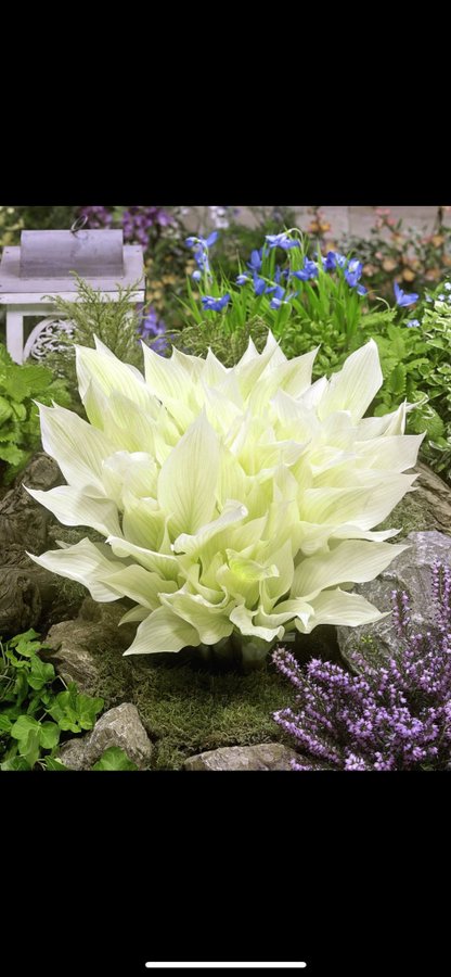 Hosta 'White Feather' "Plantain lily"