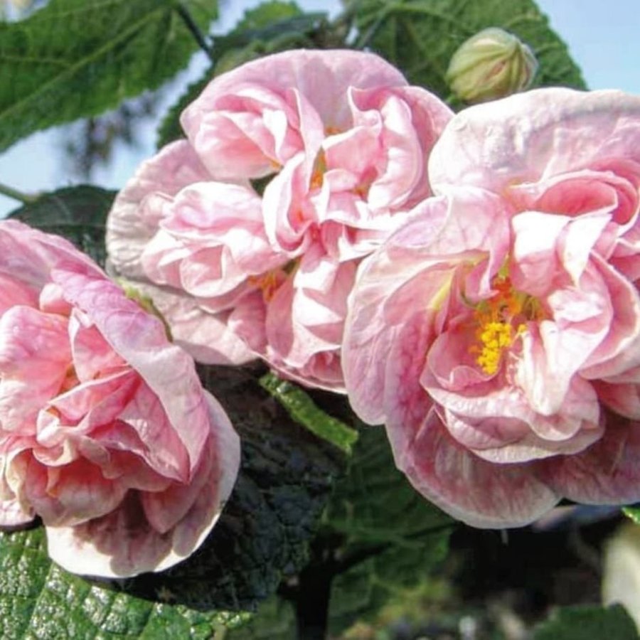 Abutilon Blomstermalva Blomsterlön Viktorian Lady