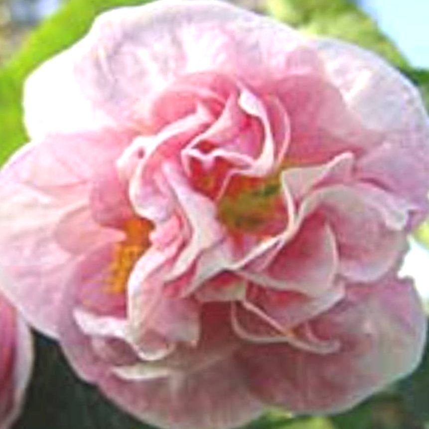 Abutilon Blomstermalva Blomsterlön Viktorian Lady