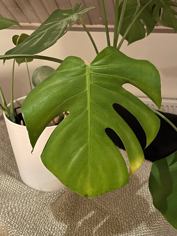 Monstera