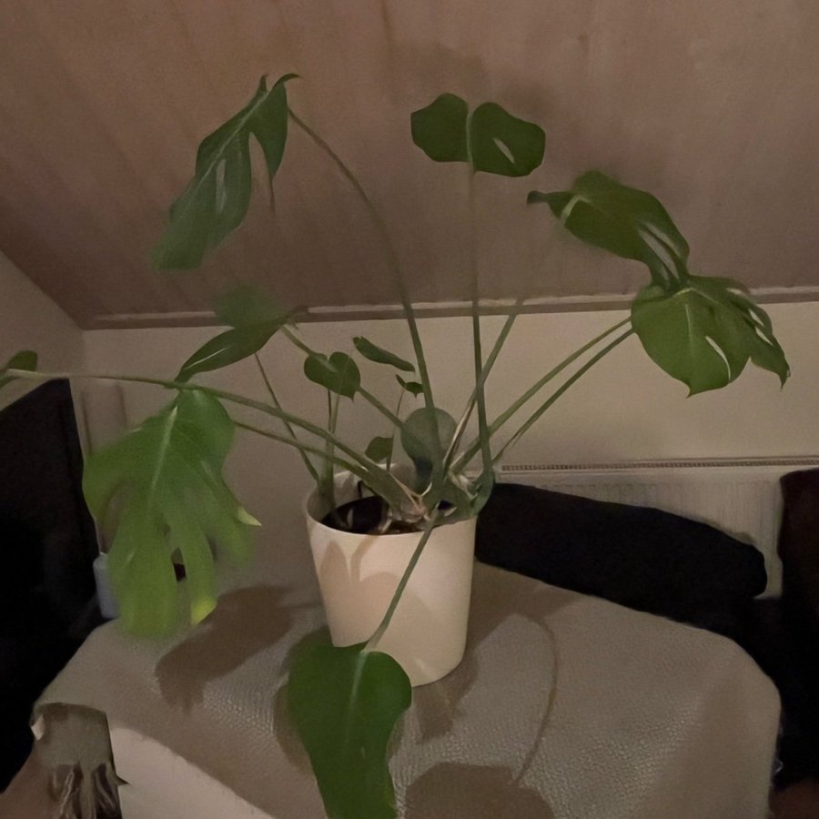 Monstera