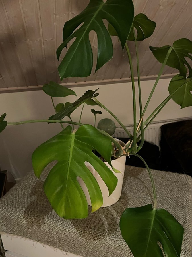 Monstera