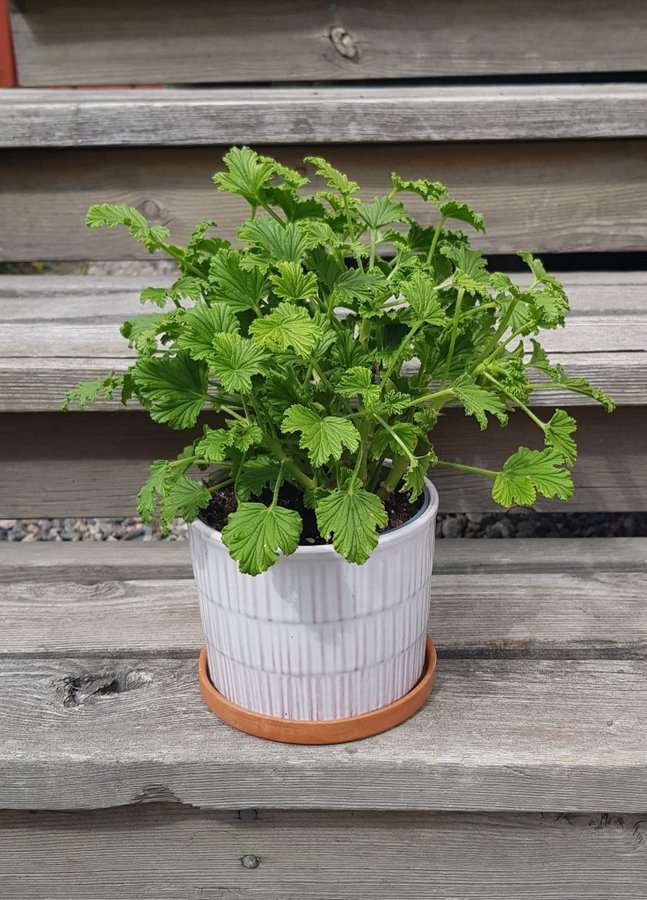 Citron/Apelsindoftande Grandeur odorata orange Pelargonstickling unik kul samlar