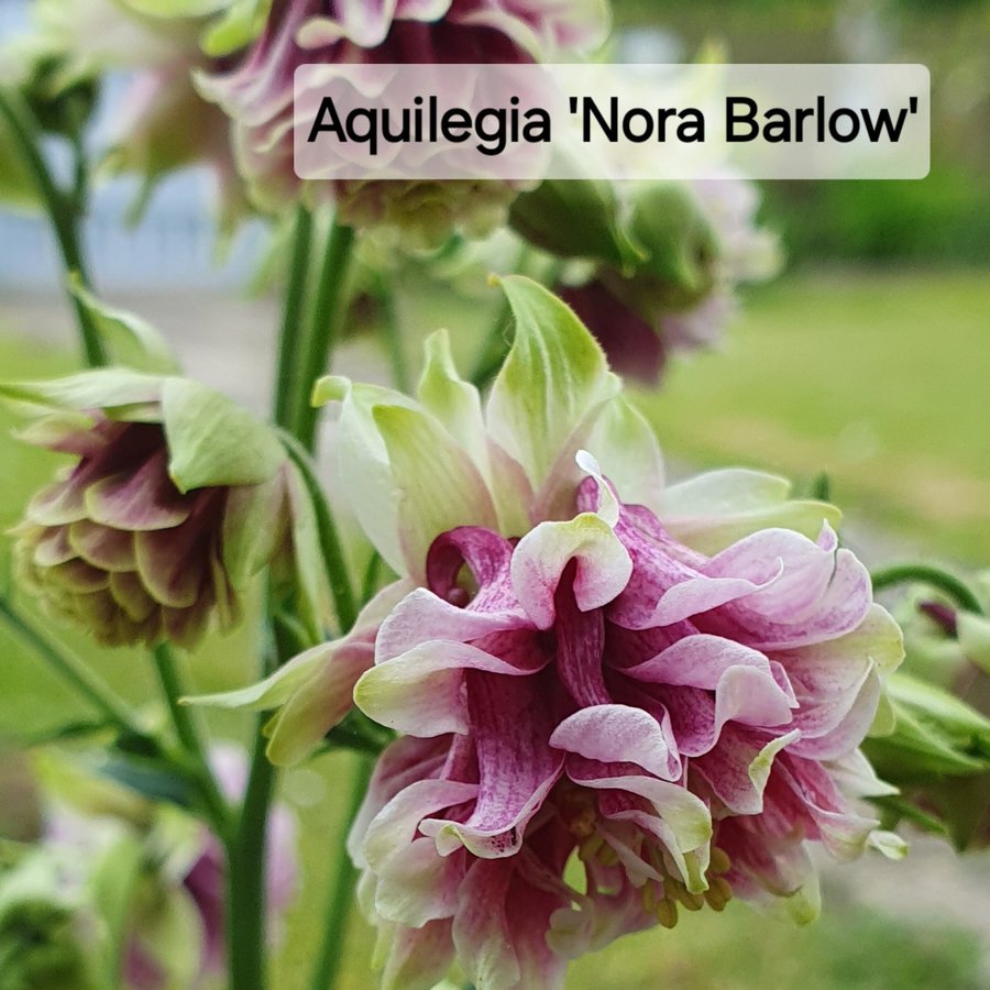 Akleja; Aquilegia 'Nora Barlow' minst 50st frön