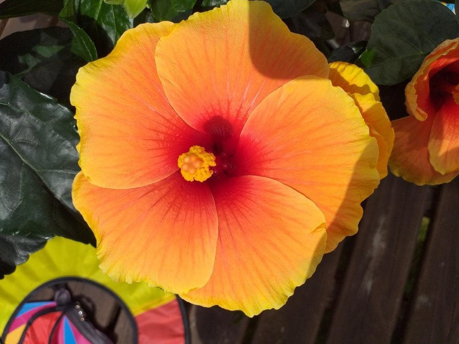 Hibiskus Hawaii- rotat planta!