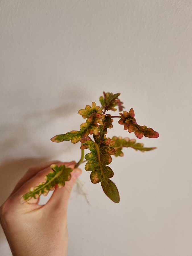 Palettblad Red Witch Coleus Stickling