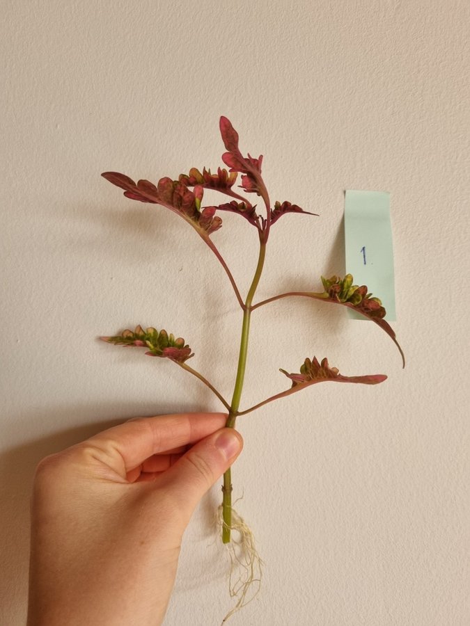 Palettblad Red Witch Coleus Stickling