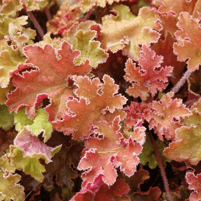 ALUNROT ALUNROT Heuchera Marmalade