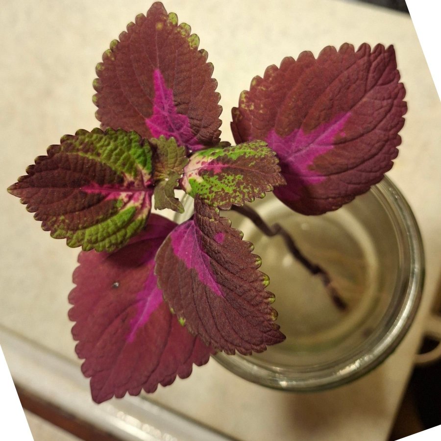 Palettblad Coleus Röd