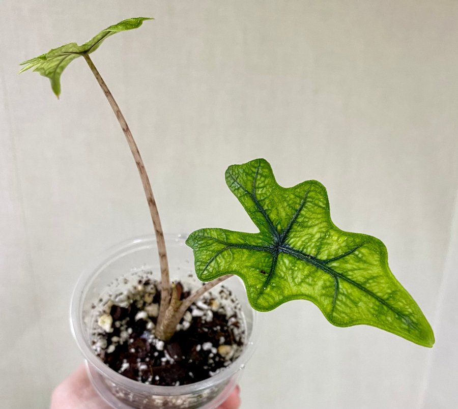 Alocasia Jacklyn