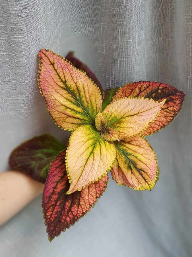 Palettblad | Coleus | Frö