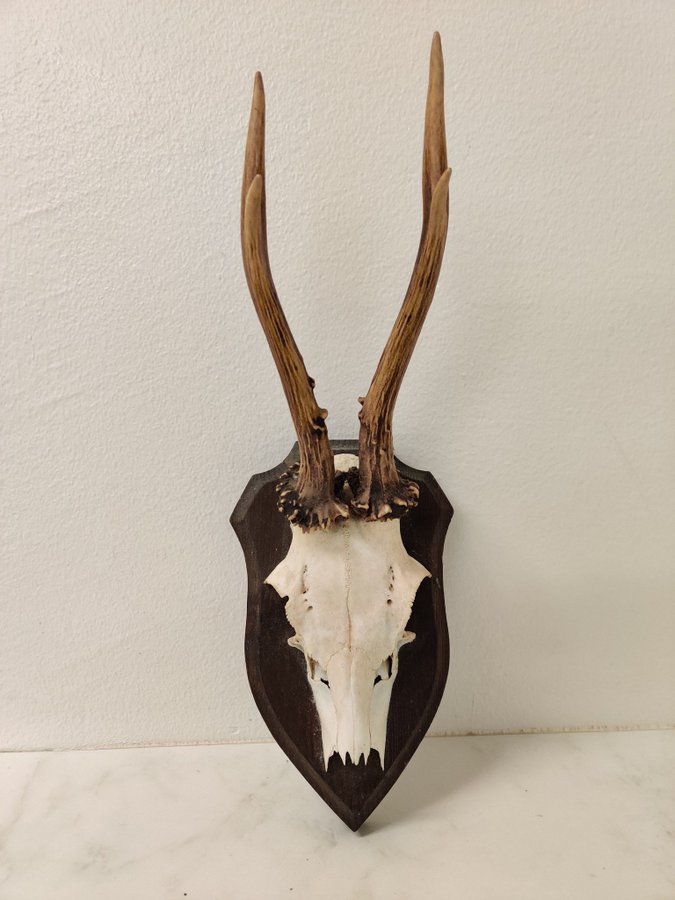 Rådjurshorn, kranie, horn, skelett, jakt, trofé, taxidermy