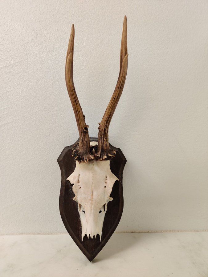 Rådjurshorn, kranie, horn, skelett, jakt, trofé, taxidermy