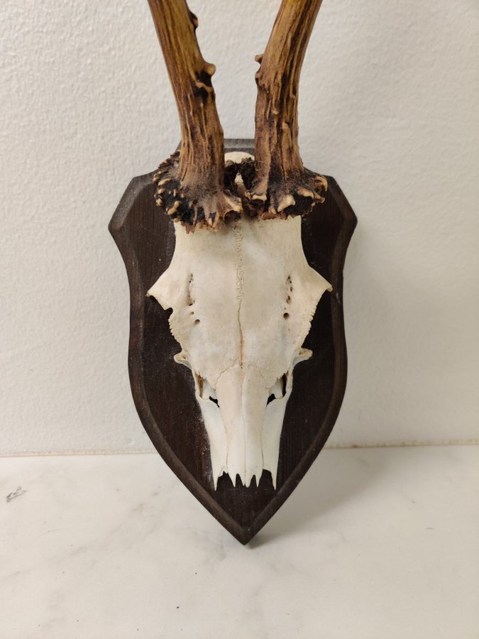 Rådjurshorn, kranie, horn, skelett, jakt, trofé, taxidermy