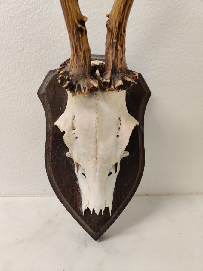 Rådjurshorn, kranie, horn, skelett, jakt, trofé, taxidermy