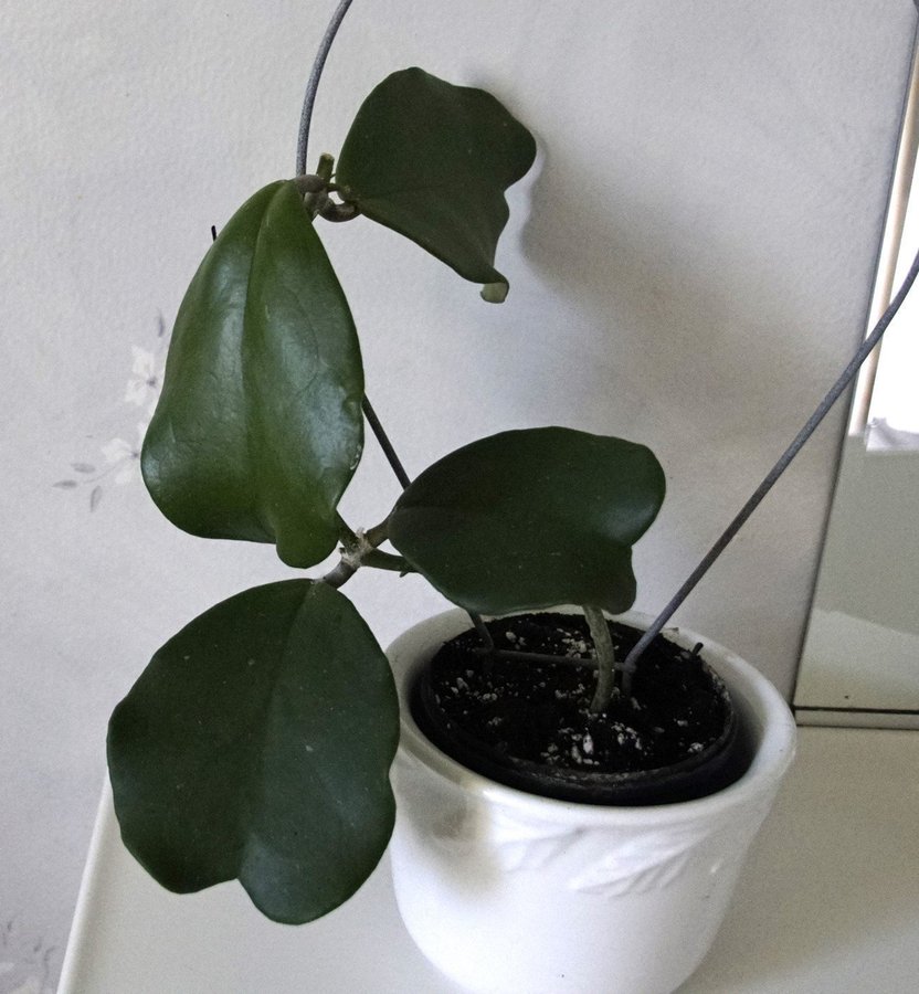 HOYA KERRII STORBLADIG PLANTA MED NYTILLVÄXT HJÄRTFORMADE BLAD *