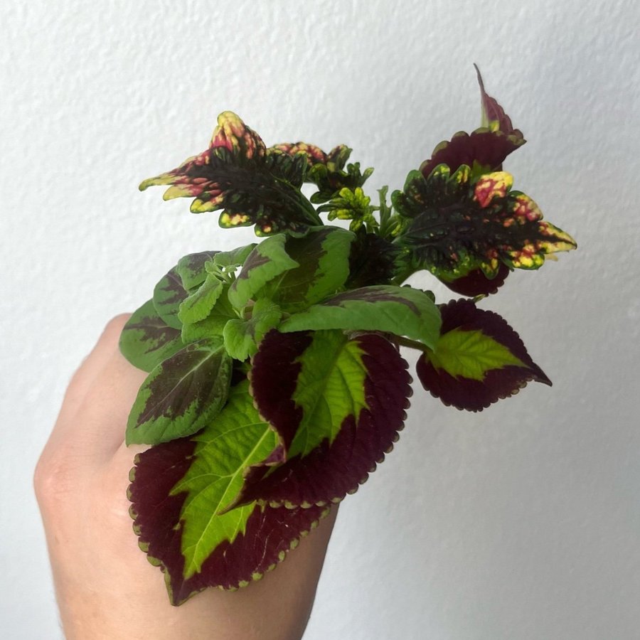 Sticklings mix | palettblad, coleus