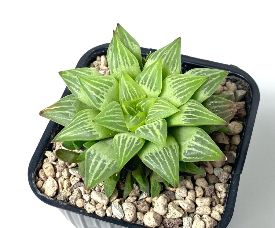 Haworthia retusa f. geraldii