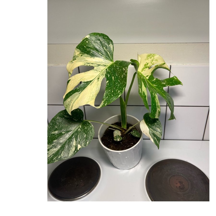 Monstera Thai constellation