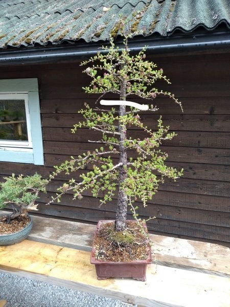 Europeisk lärk bonsai