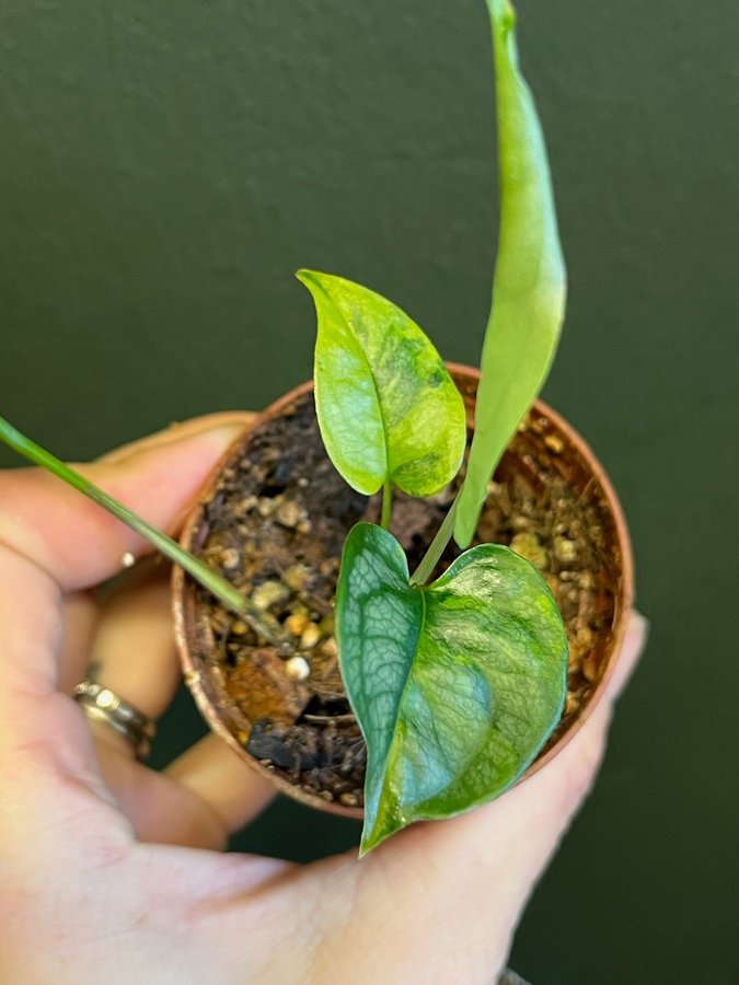 Monstera siltepecana aurea variegata aroid planta