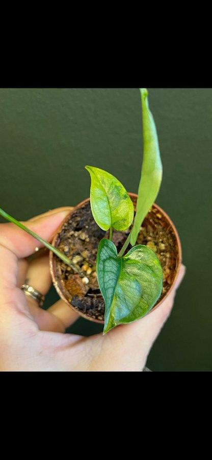 Monstera siltepecana aurea variegata aroid planta