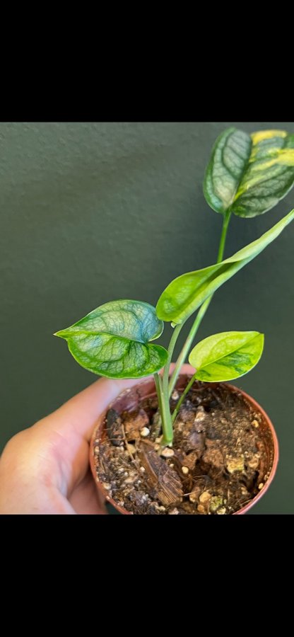 Monstera siltepecana aurea variegata aroid planta