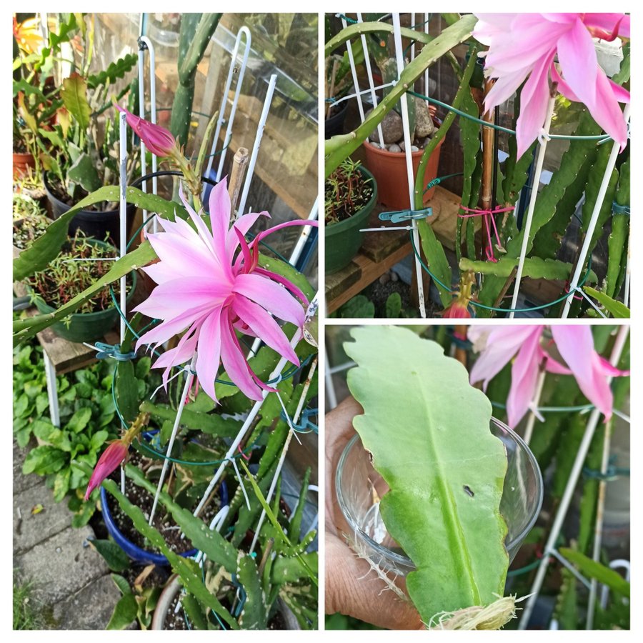 (1st) stort skott "Epiphyllum Phyullanthus CLIMBING KAKTUS " stor blad kaktus 