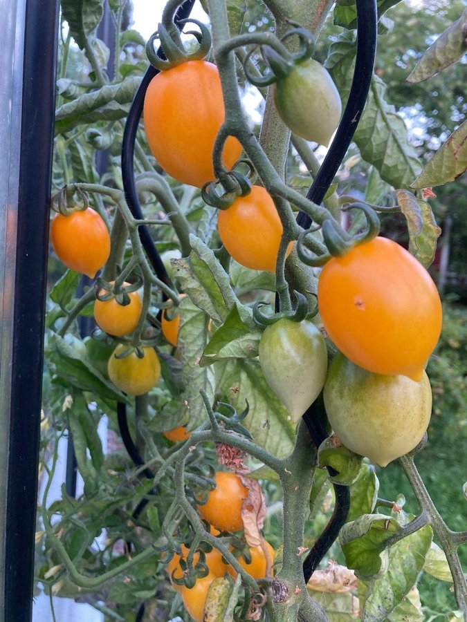 Vesuvio giallo, lagringsbar italiensk vintertomat piennolo 15st fröer