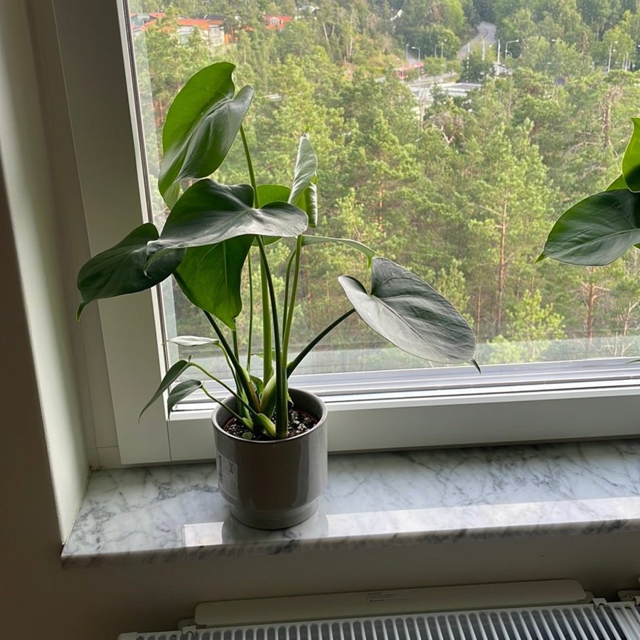 Monstera Deliciosa som söker ett nytt hem